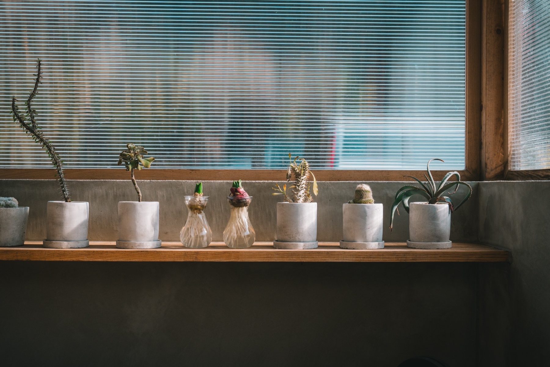 新木からの樹づくり 新木からの樹づくり
